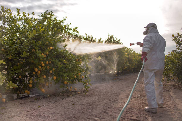 Spider Control Near Me in Lake Havasu City, AZ