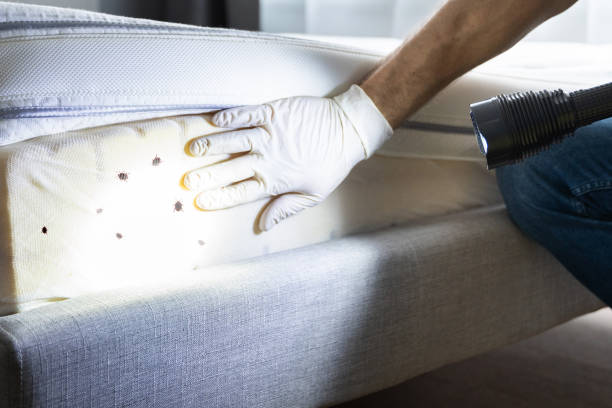 Best Termite Control Services  in Lake Havasu City, AZ