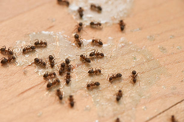 Best Residential Pest Control  in Lake Havasu City, AZ